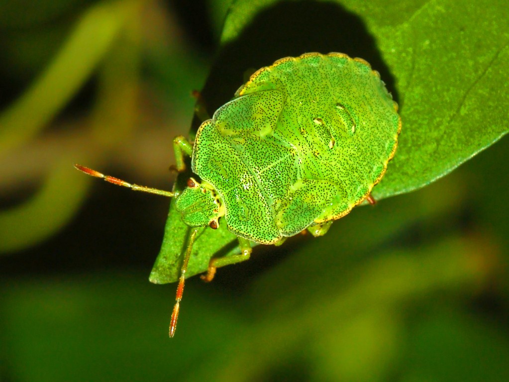Piccolo pentatomide verde: ninfa di Palomena prasina